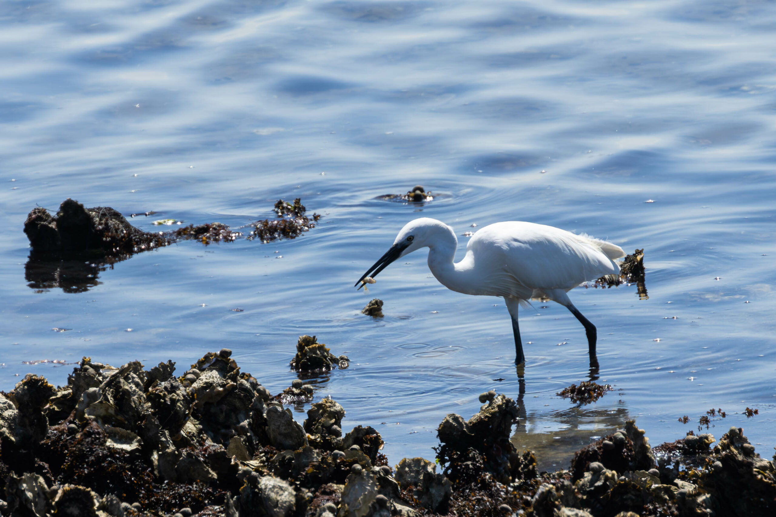 Kleine zilverreiger