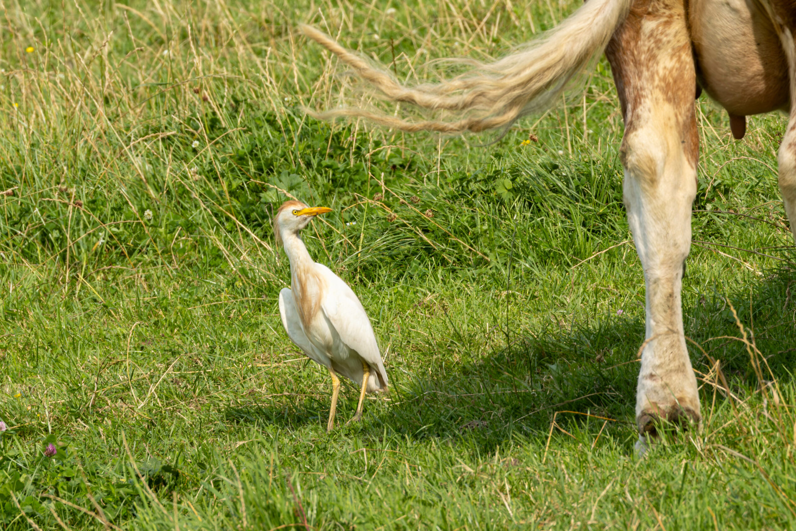 Koereiger