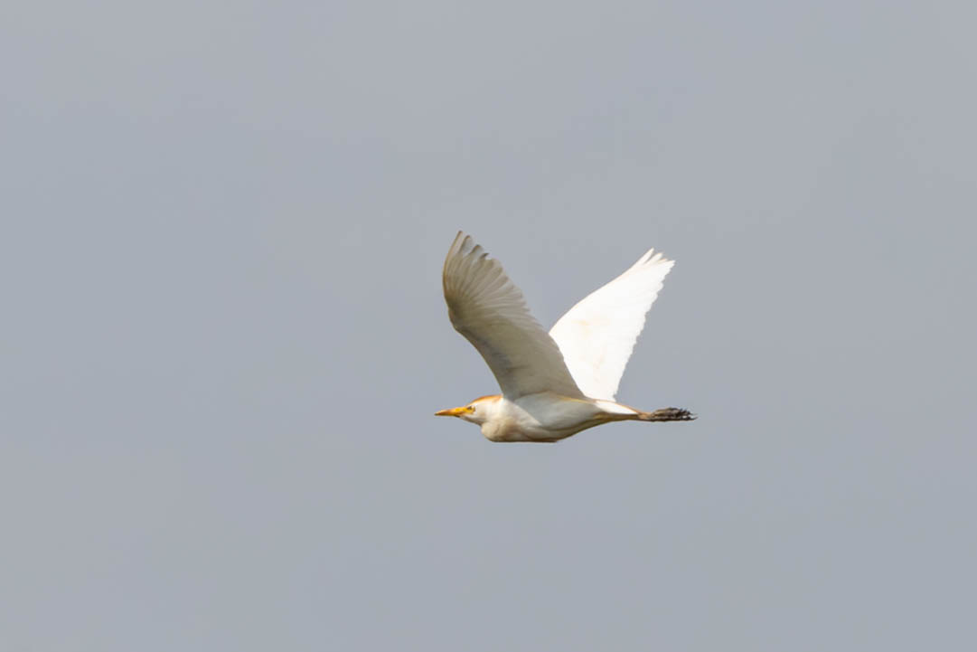 Koereiger