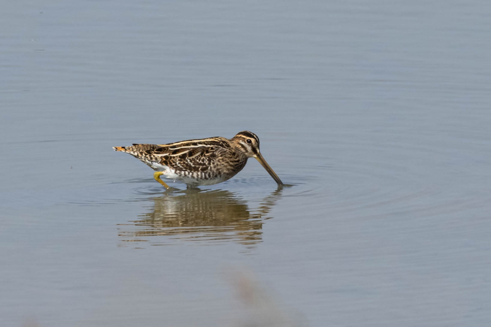 Watersnip